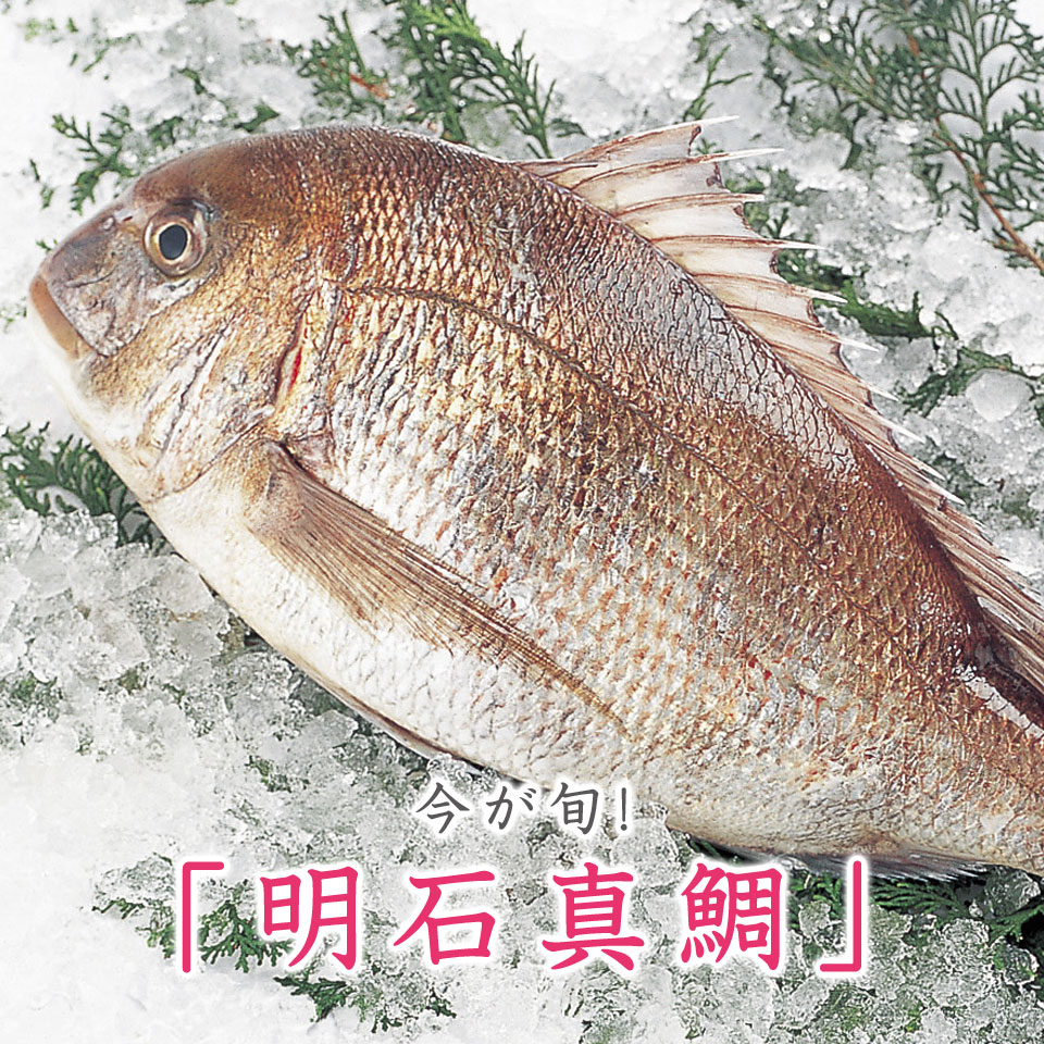今が旬！「明石真鯛」
