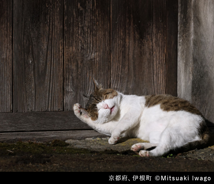 ご当地ねこ