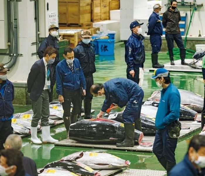 豊洲市場のまぐろの競りに密着取材。 