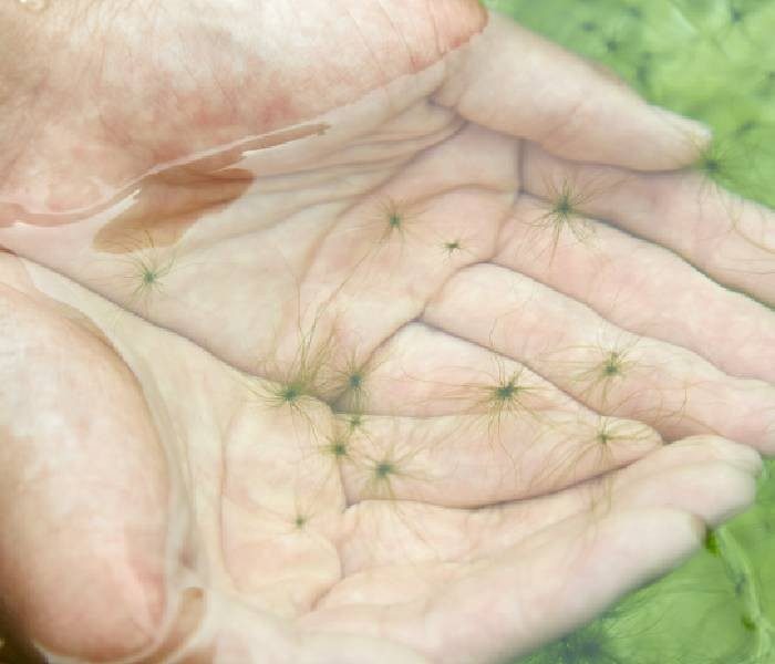 SEA VEGETABLE 