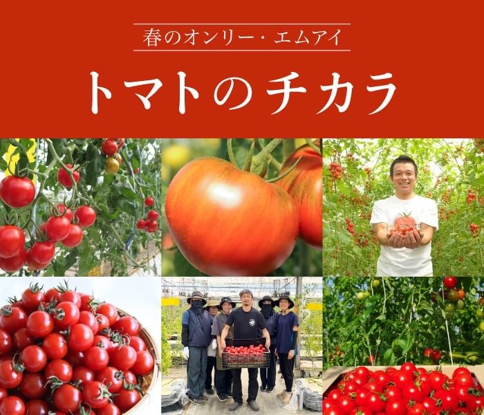 春だからこそ出会えるおいしさです！全国のファームから品種が集う「トマトのチカラ」
