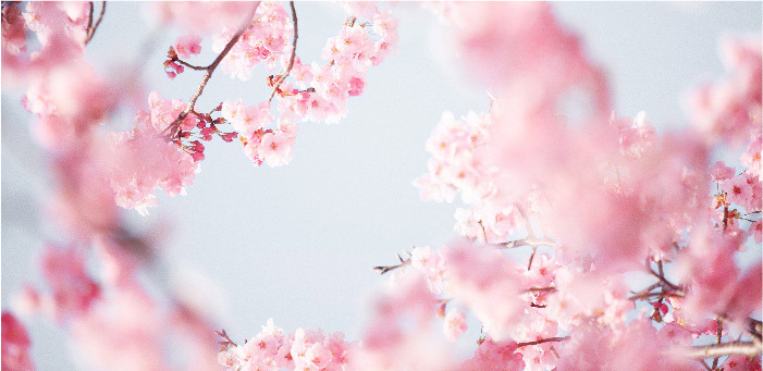 ライオン口桜装飾
