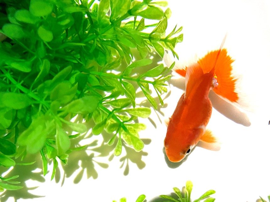 新金魚品評