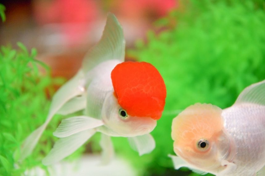 新金魚品評