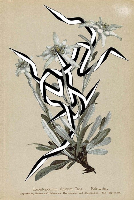 大山エンリコイサム「Alpen Flora」  