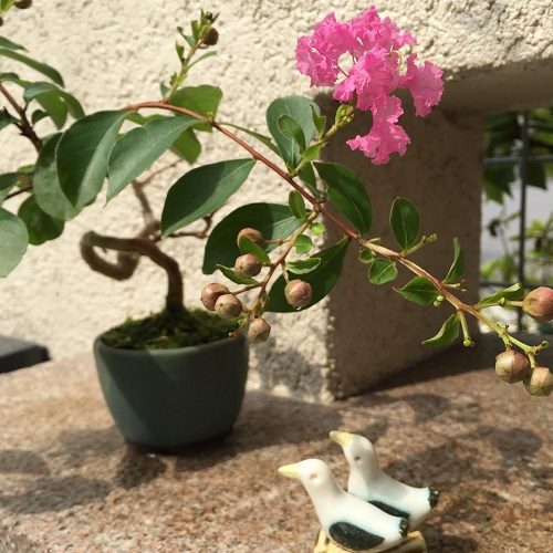 ショップニュース画像