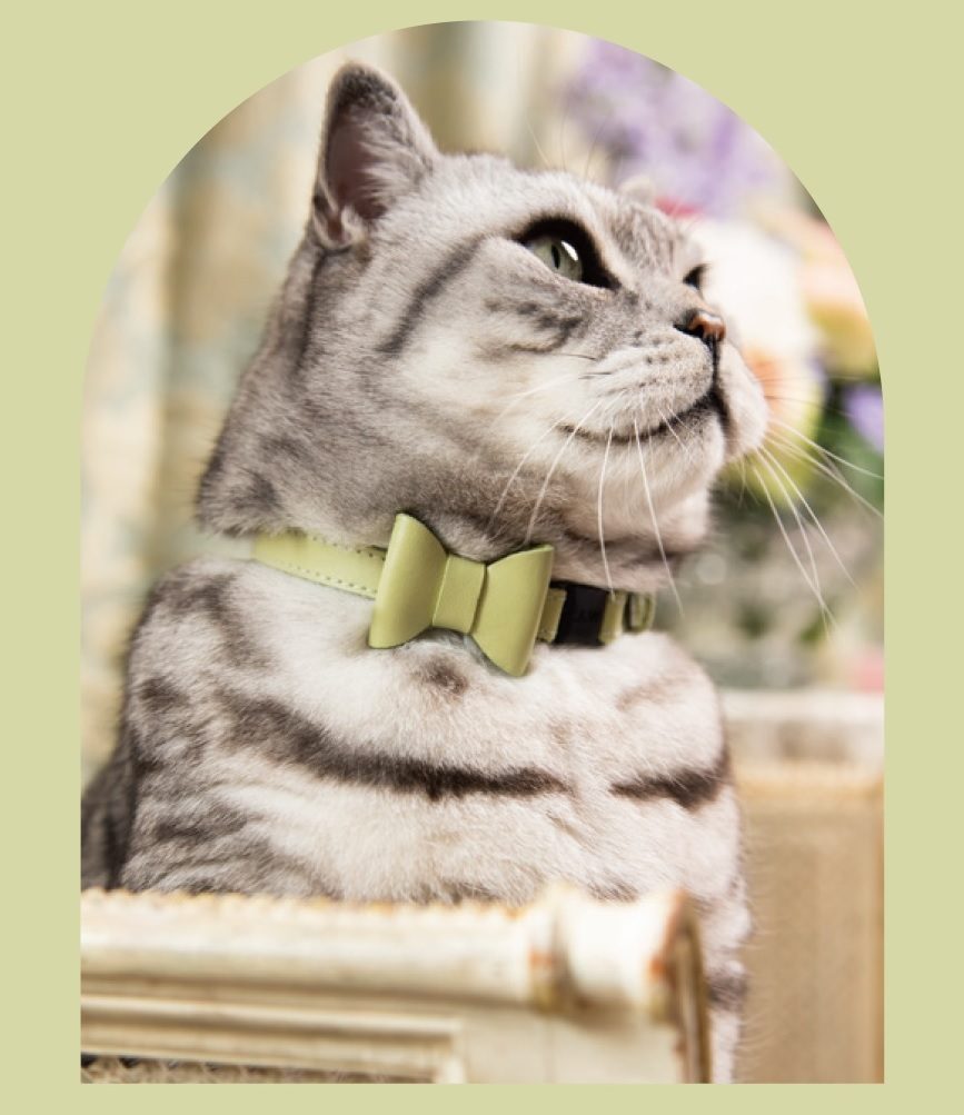 Life with Cat Vol2＞猫との楽しい暮らしをテーマとしてライフ
