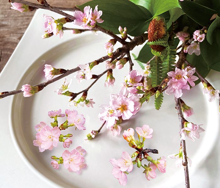 3月のレコメンドフラワー　「Cherry blossom さくら」