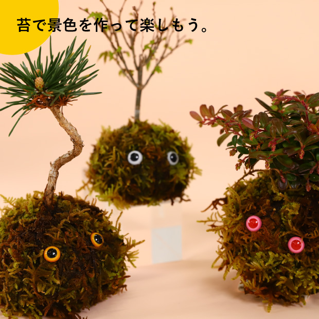 苔で景色を作って楽しもう。