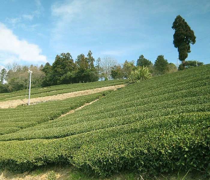 日本茶テロワール