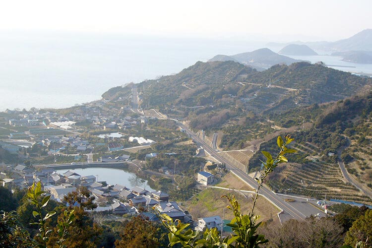 香川県三豊市の段々畑