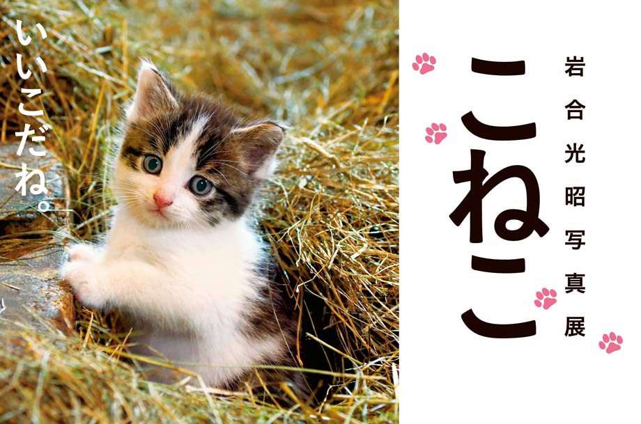 岩合光昭写真展 こねこ 日本橋三越本店 三越伊勢丹オンラインストア 公式