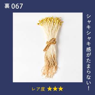 シャキシャキ感がたまらない！