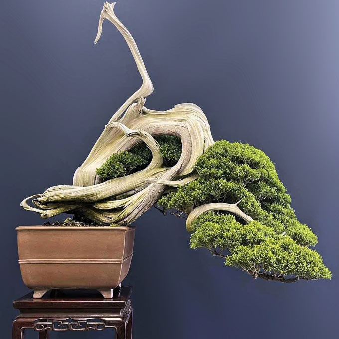 ＜TRADMAN’S　BONSAI＞