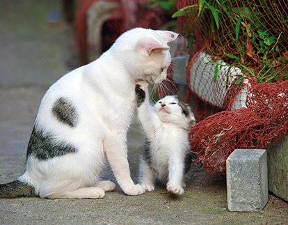 岩合光昭写真展 こねこ 日本橋三越本店 三越伊勢丹オンラインストア 公式