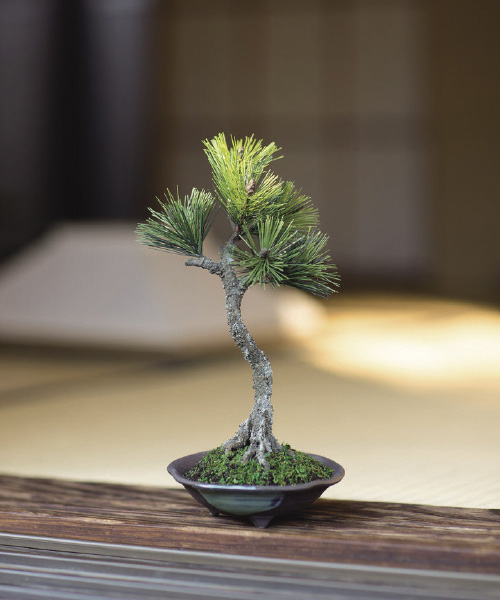 <A-BONSAI>