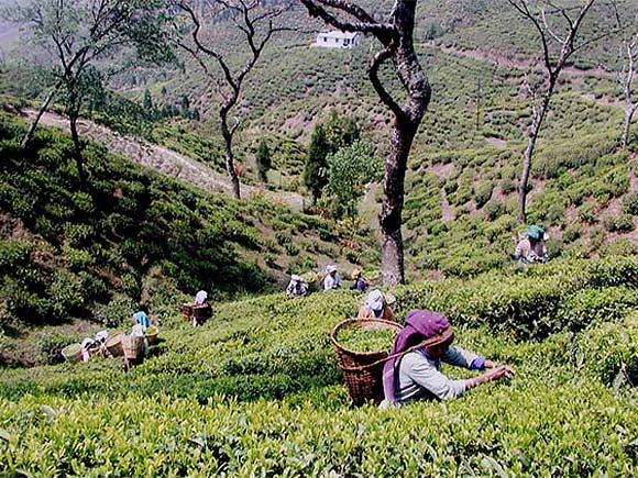 LEAFULL DARJEELING HOUSE/リーフルダージリンハウスのブランド紹介画像