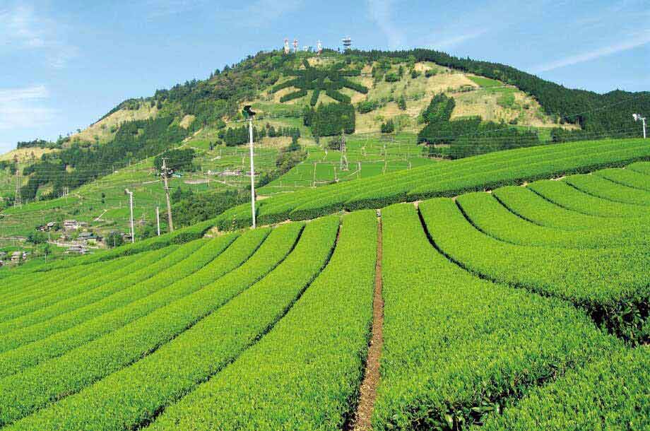 茶草場農法掛川茶の美味しさを知る