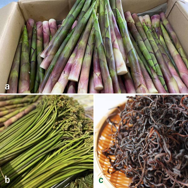 ＜やまぜん食品＞ 生月山筍 生わらび 乾燥ぜんまい