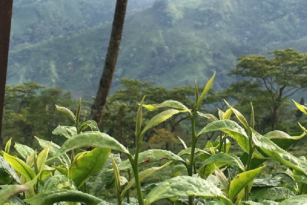 ph